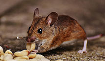 24 Hour Pest Control
